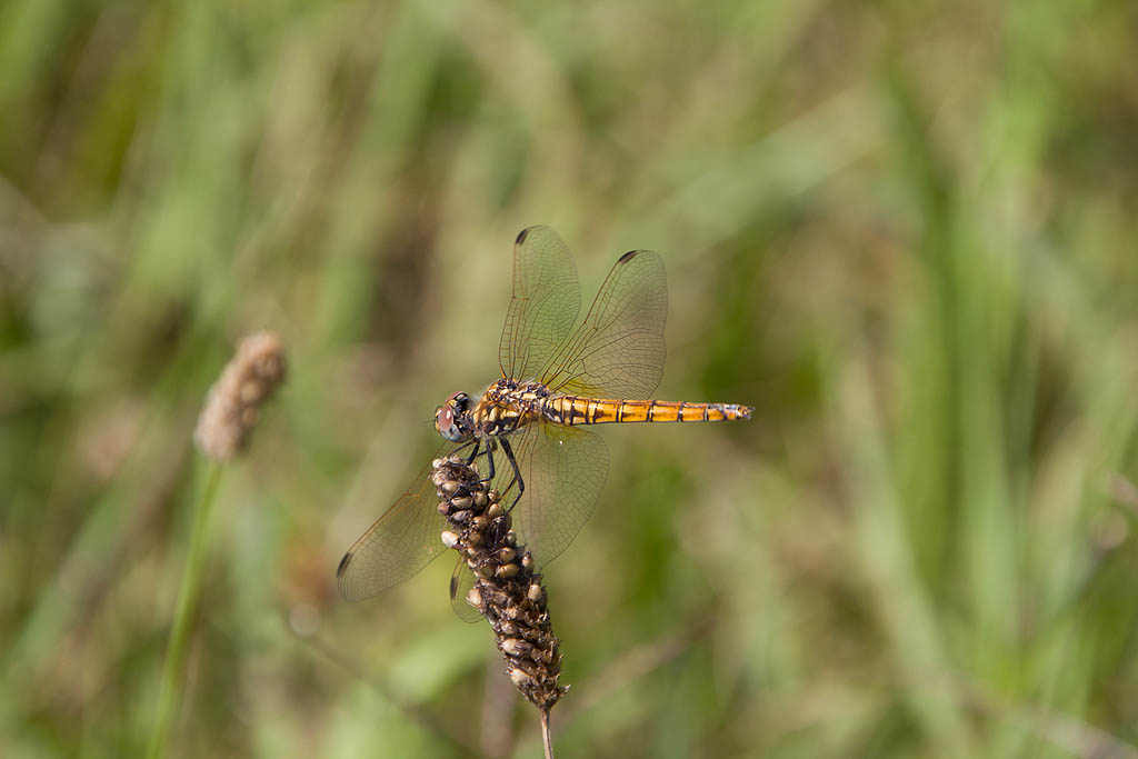 libellula rosso-viola - Trithemis annulata (maschio)